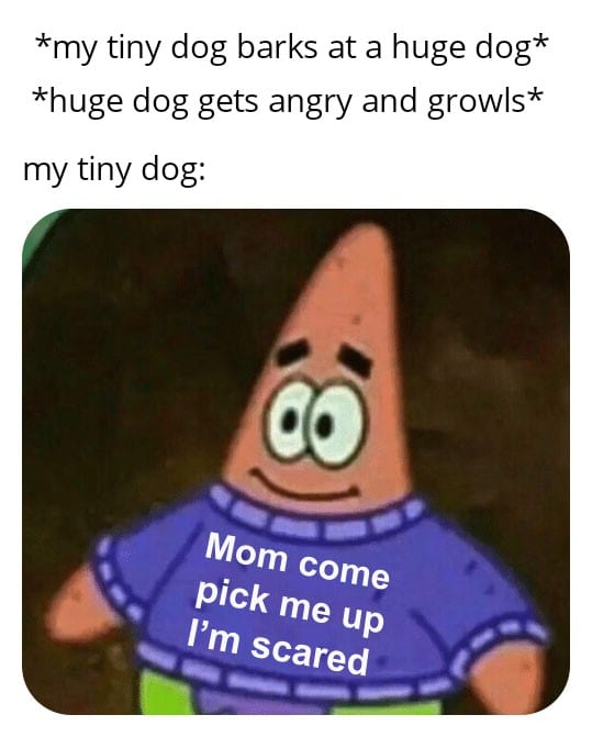 Spongebob,  Spongebob Memes Spongebob,  text: *my tiny dog barks at a huge dog* *huge dog gets angry and growls* my tiny dog: Mom come Pick me up I'm scared 