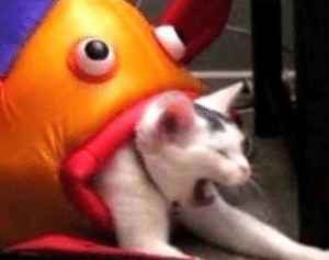 Fish eating cat Vs Vs. meme template