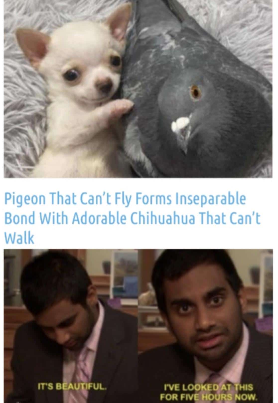 Wholesome memes, Makes Wholesome Memes Wholesome memes, Makes text: Pigeon That Can't Fly Forms Inseparable Bond With Adorable Chihuahua That Can't Walk tvs B UVUC rvE LOOKED AT HIS FOR FIVE HOtJRé NOW. 