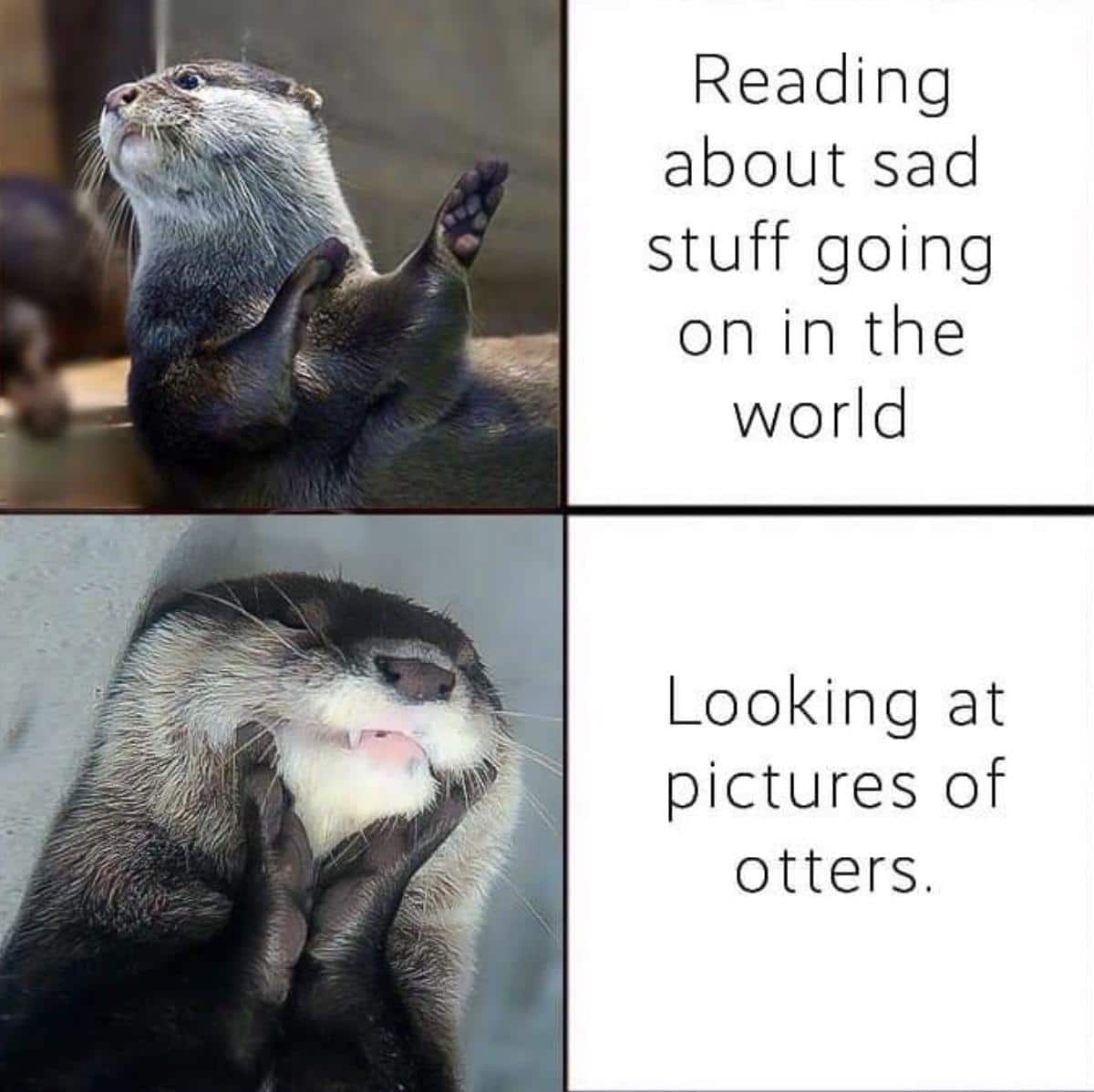 Wholesome memes, Giant Wholesome Memes Wholesome memes, Giant text: Reading about sad stuff going on in the world Looking at pictures of otters. 