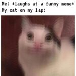 other memes Funny, Cat text: Me: *laughs at a funny meme* My cat on my lap:  Funny, Cat