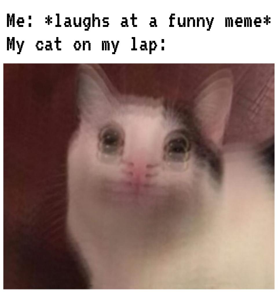 Funny, Cat other memes Funny, Cat text: Me: *laughs at a funny meme* My cat on my lap: 