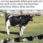Wholesome Memes Wholesome memes, Meeny text: A cow has apparently defied great odds and given birth to four calves that have been named Eeny, Meeny, Miney and Moo.  Wholesome memes, Meeny