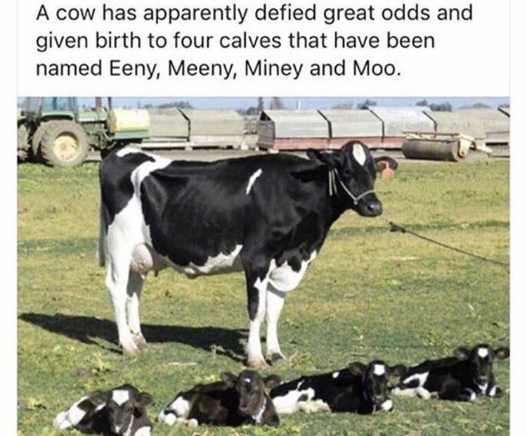 Wholesome memes, Meeny Wholesome Memes Wholesome memes, Meeny text: A cow has apparently defied great odds and given birth to four calves that have been named Eeny, Meeny, Miney and Moo. 
