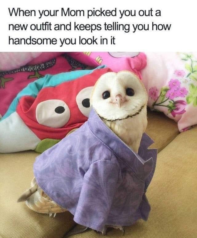 Wholesome memes,  Wholesome Memes Wholesome memes,  text: When your Mom picked you out a new outfit and keeps telling you how handsome you look in it 