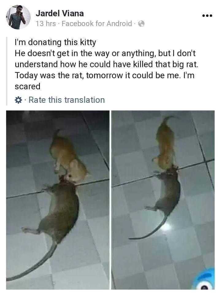 Cringe, Manuel, IP Manuel, IP, Herbert cringe memes Cringe, Manuel, IP Manuel, IP, Herbert text: Jardel Viana 13 hrs • Facebook for Android I'm donating this kitty He doesn't get in the way or anything, but I don't understand how he could have killed that big rat. Today was the rat, tomorrow it could be me. I'm scared • Rate this translation 