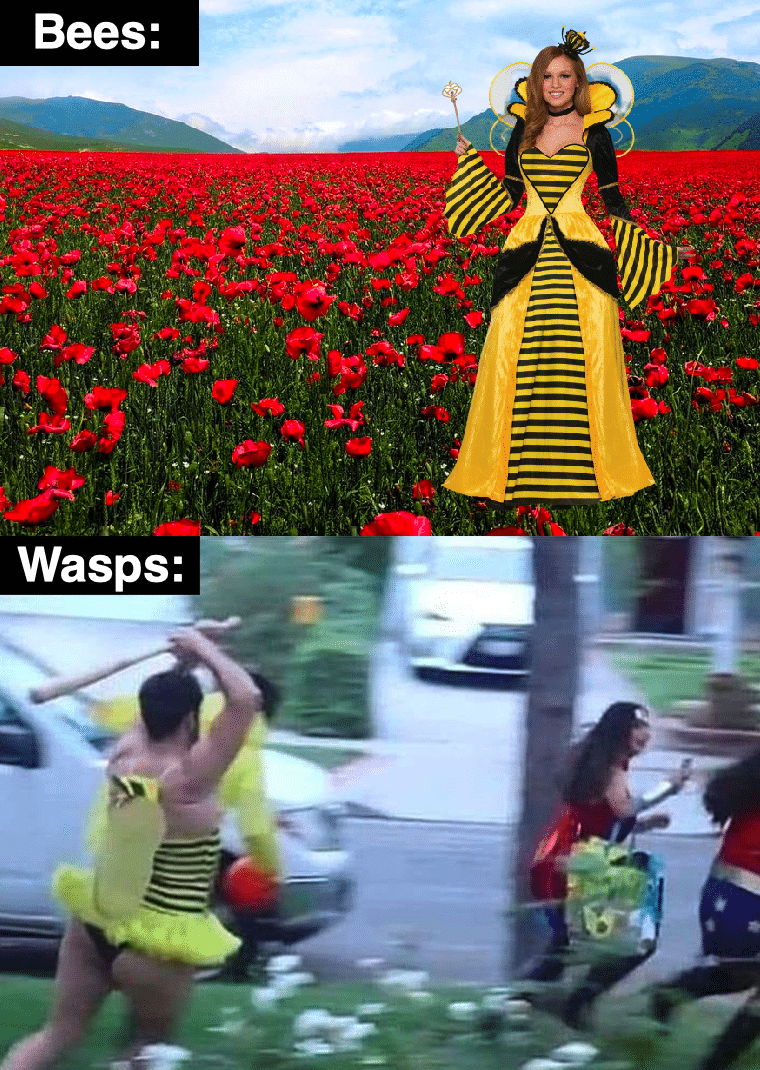 Funny, Wasps, Zane, Halloween, Florida Man, Florida other memes Funny, Wasps, Zane, Halloween, Florida Man, Florida text: Bees: Wasps: 