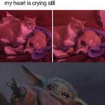 Wholesome Memes Wholesome memes, Cats, Cat text: My dog was terrified of the fireworks so my cat went and cuddled up with her my heart is crying still  Wholesome memes, Cats, Cat
