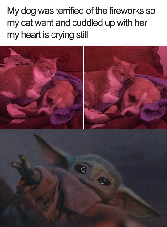 Wholesome memes, Cats, Cat Wholesome Memes Wholesome memes, Cats, Cat text: My dog was terrified of the fireworks so my cat went and cuddled up with her my heart is crying still 