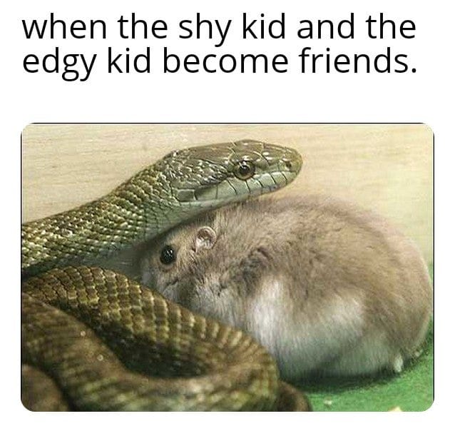 Wholesome memes,  Wholesome Memes Wholesome memes,  text: when the shy kid and the edgy kid become friends. 
