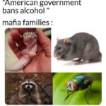 History Memes History, South Africa, YouTube, Baptists text: *American government bans alcohol mafia families :  History, South Africa, YouTube, Baptists