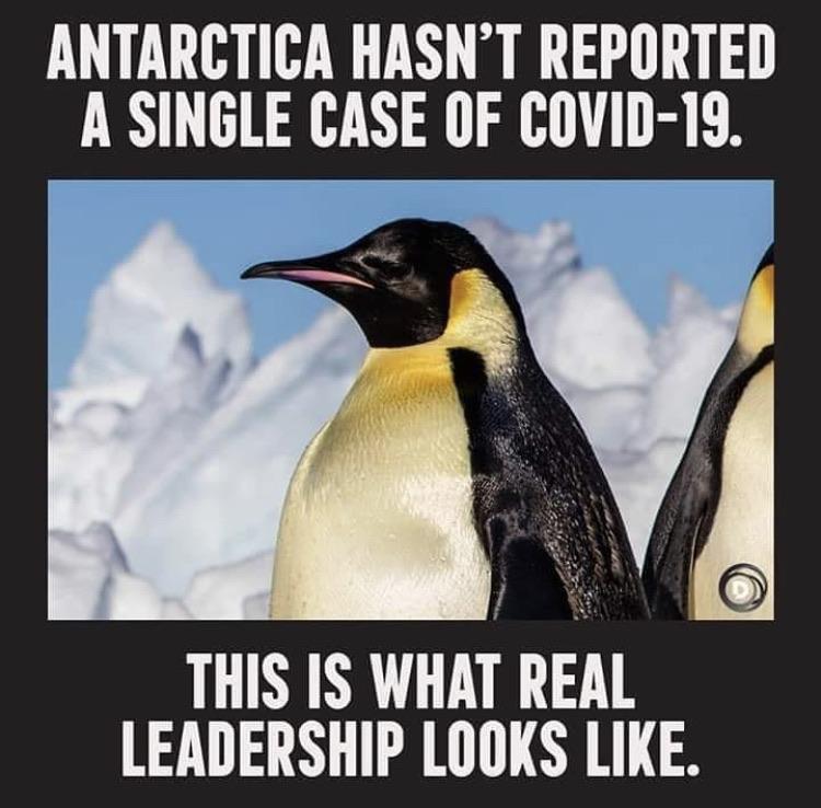 Funny, Antarctica, North Korea, Emperor, COVID, Penguin other memes Funny, Antarctica, North Korea, Emperor, COVID, Penguin text: ANTARCTICA HASN'T REPORTED A SINGLE CASE OF COVID-19. THIS IS WHAT REAL LEADERSHIP LOOKS LIKE. 