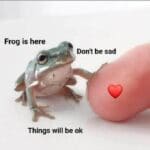 Wholesome Memes Wholesome memes, Froggi text: Frog is here Don