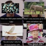other memes Funny, Elizabeth, Queen Elizabeth, English, Rhode Islander, Queen text: I live over 400 years before What? I only become up to 70 I die! You are lucky! I only live 24 hours before I die! years old before I die! You guys die?  Funny, Elizabeth, Queen Elizabeth, English, Rhode Islander, Queen