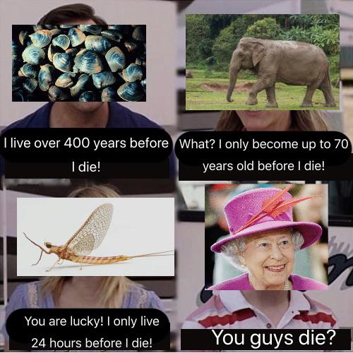 Funny, Elizabeth, Queen Elizabeth, English, Rhode Islander, Queen other memes Funny, Elizabeth, Queen Elizabeth, English, Rhode Islander, Queen text: I live over 400 years before What? I only become up to 70 I die! You are lucky! I only live 24 hours before I die! years old before I die! You guys die? 