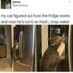 Water Memes Water, Nice, NE OF US text: jenna @jennastoya my cat figured out how the fridge works and now he