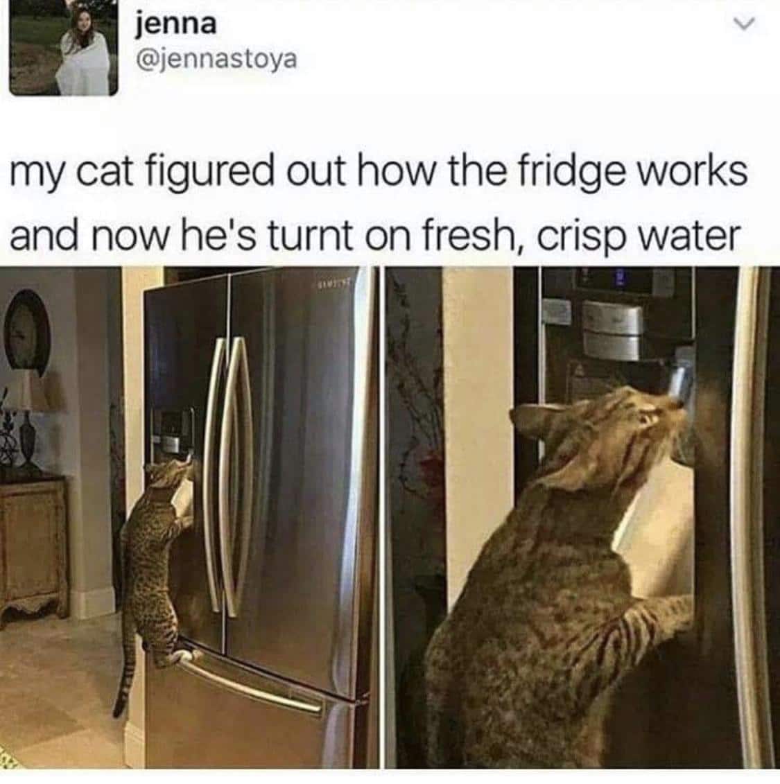 Water, Nice, NE OF US Water Memes Water, Nice, NE OF US text: jenna @jennastoya my cat figured out how the fridge works and now he's turnt on fresh, crisp water 