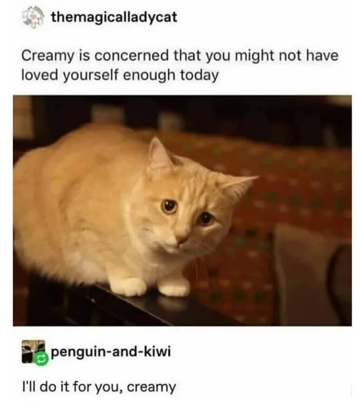Wholesome memes, Reddit Wholesome Memes Wholesome memes, Reddit text: themagicalladycat Creamy is concerned that you might not have loved yourself enough today penguin-and-kiwi I'll do it for you, creamy 