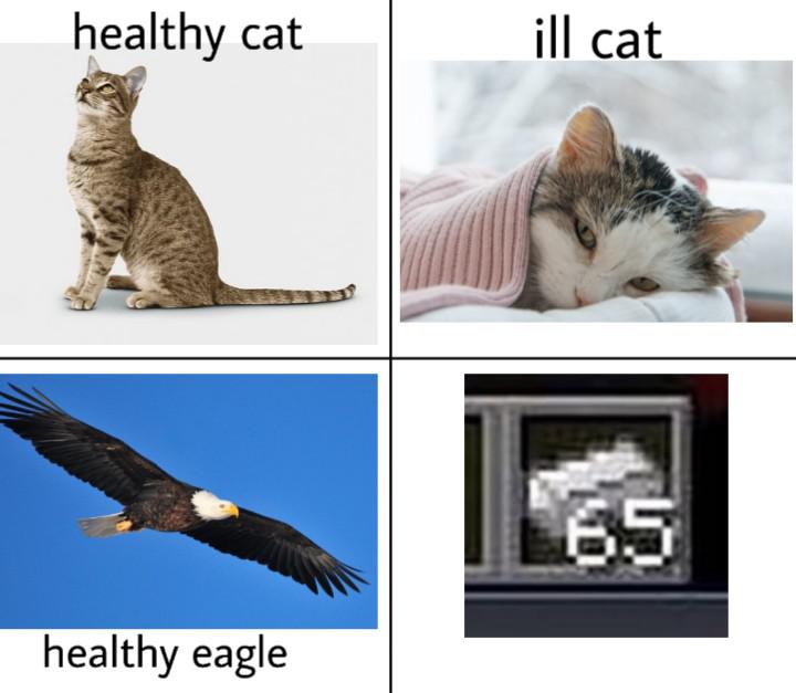Funny, Wait, Minecraft, Iron, Eagle, WAIT other memes Funny, Wait, Minecraft, Iron, Eagle, WAIT text: healthy cat healthy eagle ill cat 