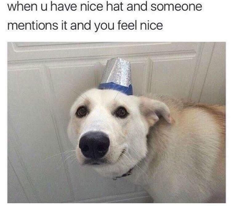 Wholesome memes, Girl, Crush Wholesome Memes Wholesome memes, Girl, Crush text: when u have nice hat and someone mentions it and you feel nice 