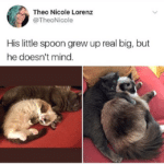 Wholesome Memes Wholesome memes, Mittens text: Theo Nicole Lorenz @TheoNicole His little spoon grew up real big, but he doesnlt mind. cat  Wholesome memes, Mittens
