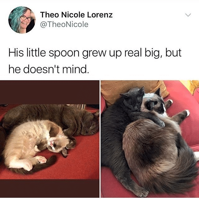 Wholesome memes, Mittens Wholesome Memes Wholesome memes, Mittens text: Theo Nicole Lorenz @TheoNicole His little spoon grew up real big, but he doesnlt mind. cat 