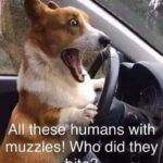 boomer memes Political, Hitler text: All these humans with muzzles! W o did they bite .  Political, Hitler