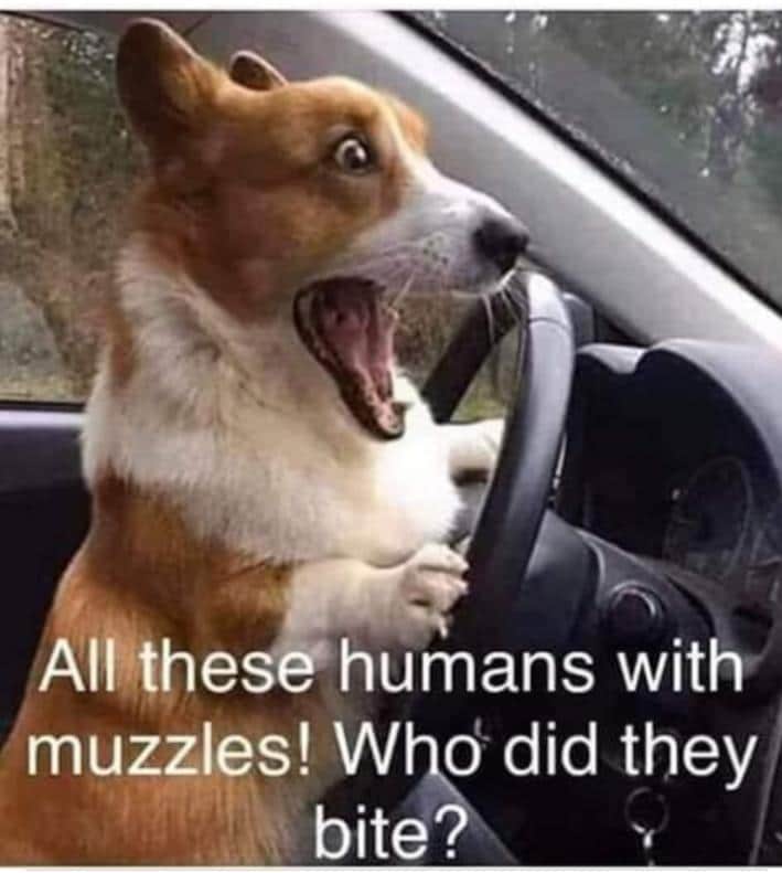 Political, Hitler boomer memes Political, Hitler text: All these humans with muzzles! W o did they bite . 