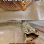 Wholesome Memes Wholesome memes, Congrats text: WHEN YOUR BUYING AN RING FOR YOUR GIRLFRIEND. BUT SHE WHERE SHE IS BUT OUTJHAT SHE WAS BUYING you YOUR DREAM SNAKE THOUGHT you couLD NEVER HAVE  Wholesome memes, Congrats