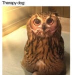 Wholesome Memes Wholesome memes, Therapy text: Troubled student: let me tell you about my day Therapy dog:  Wholesome memes, Therapy