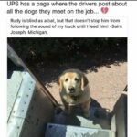 Wholesome Memes Wholesome memes, Rudy text: UPS has a page where the drivers post about all the dogs they meet on the job... Rudy is blind as a bat, but that doesn