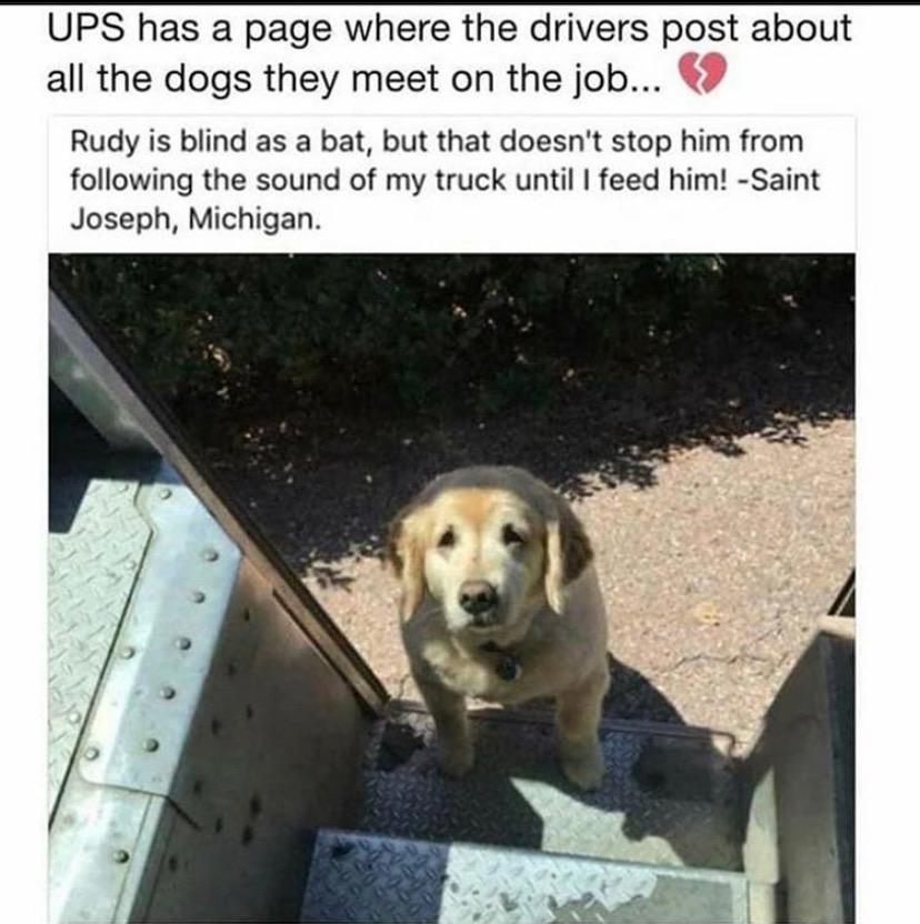 Wholesome memes, Rudy Wholesome Memes Wholesome memes, Rudy text: UPS has a page where the drivers post about all the dogs they meet on the job... Rudy is blind as a bat, but that doesn't stop him from following the sound of my truck until I feed him! -Saint Joseph, Michigan. 