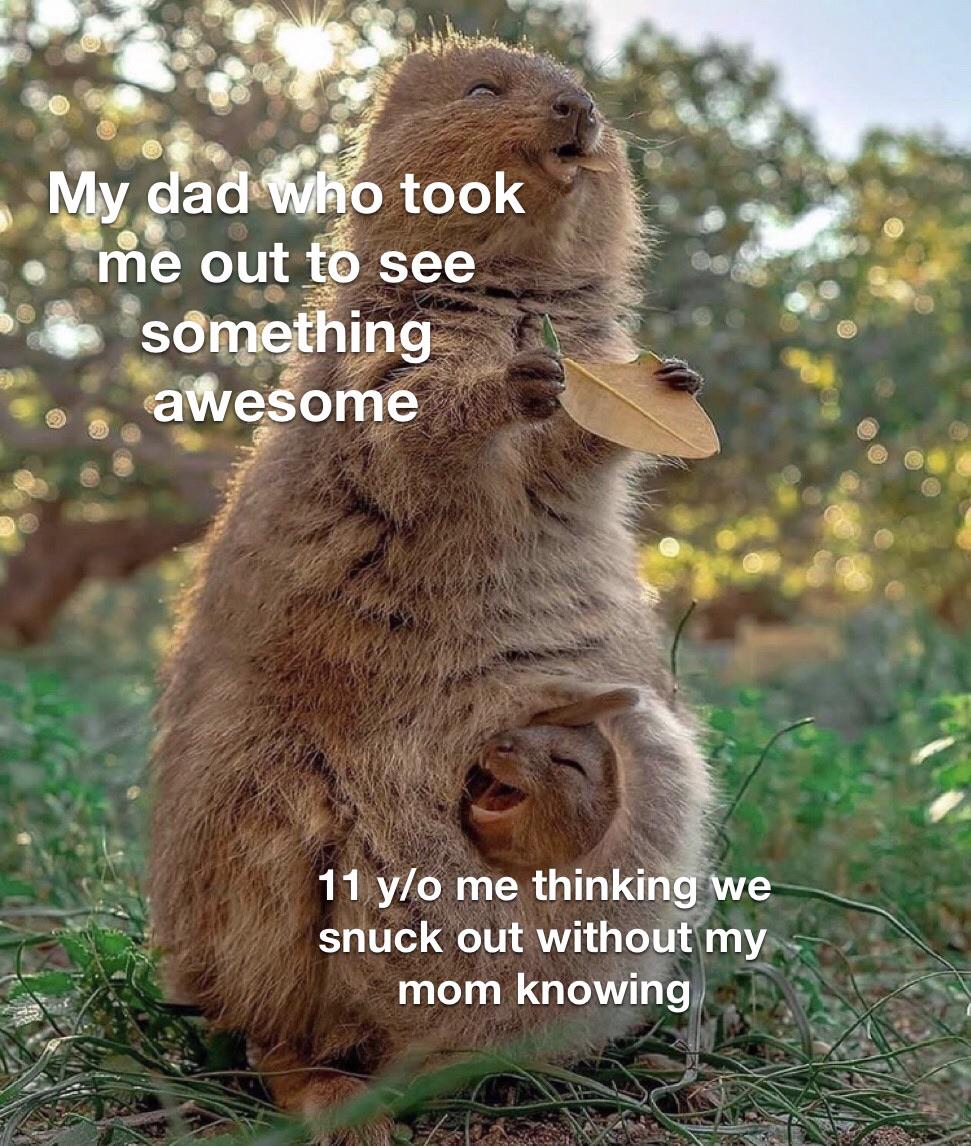 Wholesome memes, LL HAIL QUOKKAS Wholesome Memes Wholesome memes, LL HAIL QUOKKAS text: 