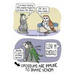 Comics The mighty opossum, The Mighty Opossum text: I