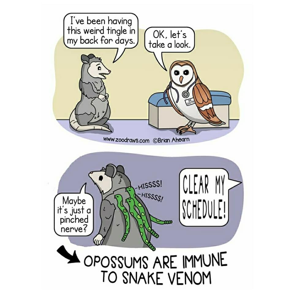The mighty opossum, The Mighty Opossum Comics The mighty opossum, The Mighty Opossum text: I've been having this weird tingle in my back for days. OK, let's fake a look. wwwzoo&mvscorn @Brm Ahe«ry_ —SS! Maybe if's just a pinched u nerve? -HISSSS! o OPOSSUMS ARE IMMUNE TO SNAKE VENOM 