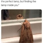 Wholesome Memes Wholesome memes, The Moth, Let text: "Man, maybe life isn