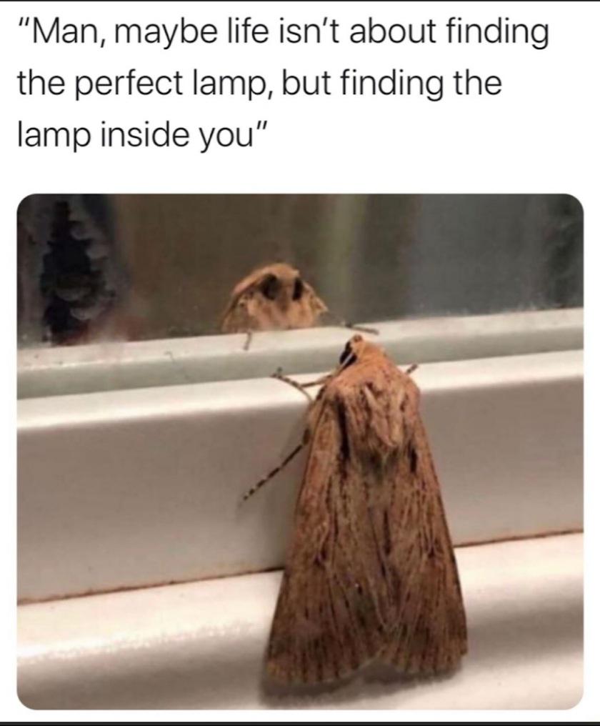 Wholesome memes, The Moth, Let Wholesome Memes Wholesome memes, The Moth, Let text: 