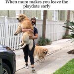 Wholesome Memes Wholesome memes,  text: When mom makes you leave the playdate early  Wholesome memes, 