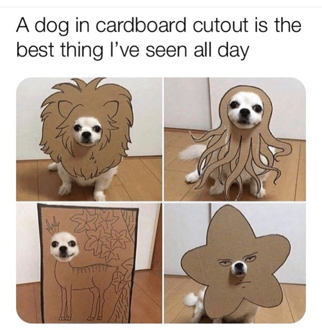 Wholesome memes, Saitama Wholesome Memes Wholesome memes, Saitama text: A dog in cardboard cutout is the best thing I've seen all day 