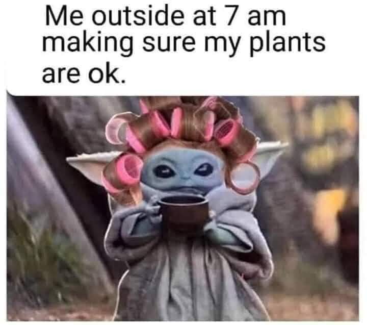 Wholesome memes, Arizona Wholesome Memes Wholesome memes, Arizona text: Me outside at 7 am making sure my plants are ok. 