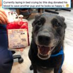Wholesome Memes Wholesome memes, China text: F. michelle gun kelly @sugarplum_m Currently laying in bed crying bc this dog donated his blood to save another pup and he looks so happy i- BLOOD BAG CPDA.VSOLUTION Olt.åbo MADE IN CHINA —7  Wholesome memes, China