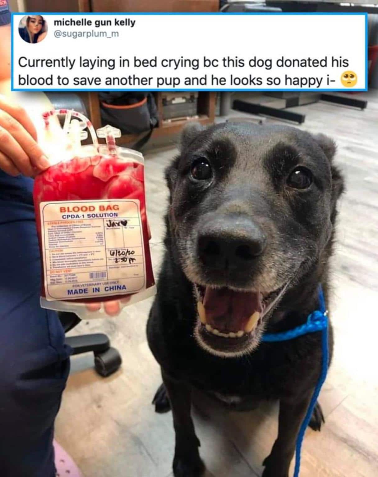 Wholesome memes, China Wholesome Memes Wholesome memes, China text: F. michelle gun kelly @sugarplum_m Currently laying in bed crying bc this dog donated his blood to save another pup and he looks so happy i- BLOOD BAG CPDA.VSOLUTION Olt.åbo MADE IN CHINA —7 