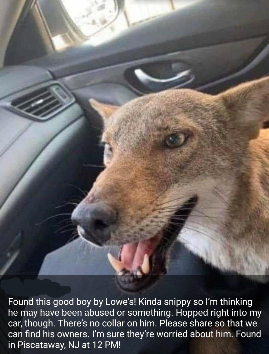 Cringe, Facebook, Rutgers, KuMf, Piscataway, NJ cringe memes Cringe, Facebook, Rutgers, KuMf, Piscataway, NJ text: Found this good boy by Lowe's! Kinda snippy so I'm thinking he may have been abused or something. Hopped right into my car, though. There's no collar on him. Please share so that we can find his owners. I'm sure they're worried about him. Found in Piscataway, NJ at 12 PM! 