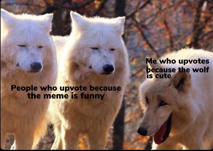 Dank,  other memes Dank,  text: Me who upvotes écause L e wolf IS cute People who upvote because the meme is funny 