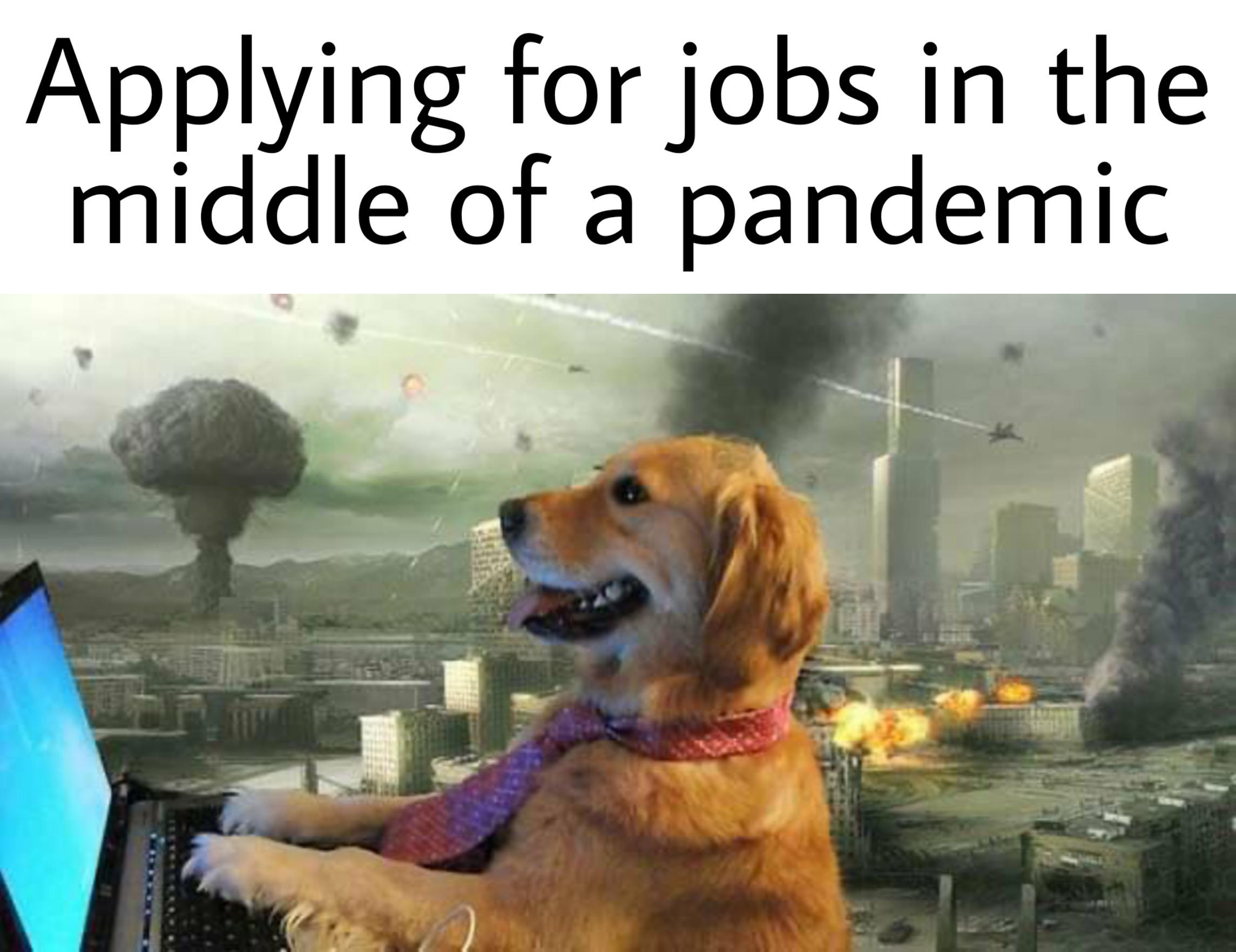 Dank, Dog, America, Walmart, KFC, Inside Dank Memes Dank, Dog, America, Walmart, KFC, Inside text: Applying for jobs in the middle of a pandemic 