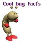 Meme Generator – Cool bug facts (blank)
