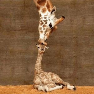 Giraffe kissing baby giraffe Loving meme template