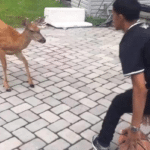 Meme Generator – Playing basketball against deer