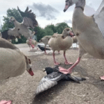 Ducks stepping on bird  Animal meme template
