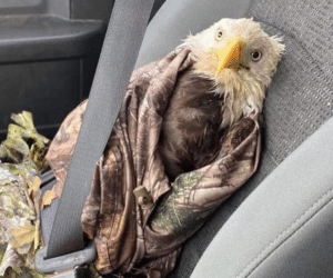 Eagle in passenger seat Awkward meme template
